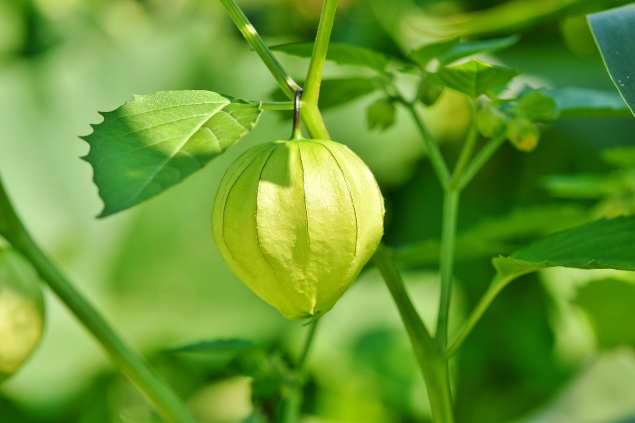 A Year in the Life of a Gooseberry Bush: Month-by-Month Care