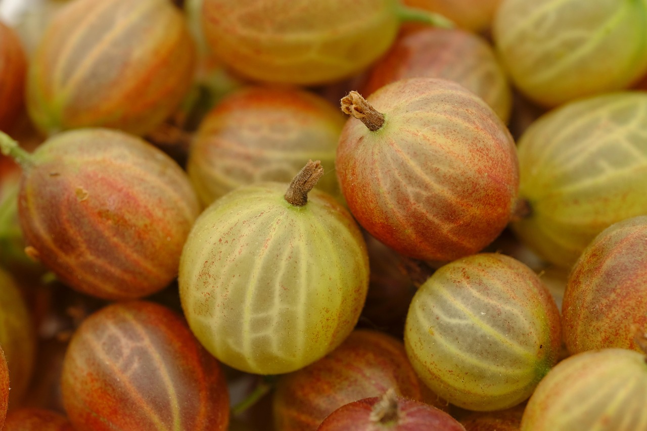 Freezing, Drying, and Storing Gooseberries So Nothing Goes to Waste