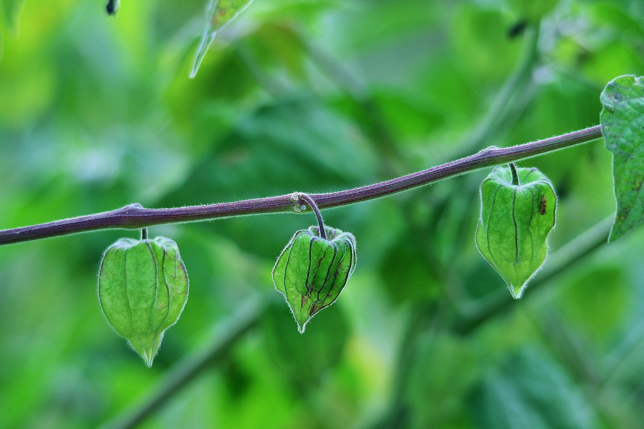 Gooseberry Varieties Compared: Which One Should You Plant?