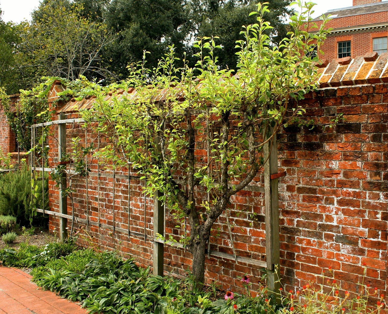 How to Espalier and Train Gooseberries Against a Wall or Fence